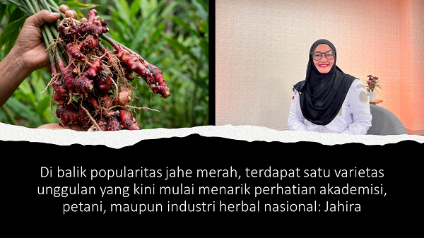 Dari Laboratorium ke Industri, Jahira Dorong Jahe Merah Indonesia Naik Kelas Di_balik_popularitas_jahe_merah,_terdapat_satu.png